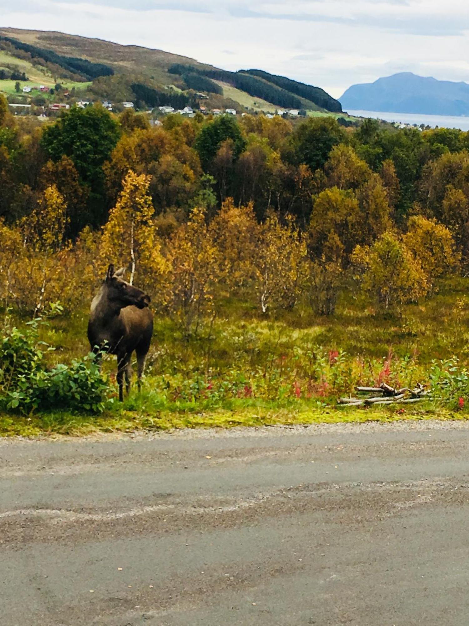 Sortland Camping Og Motell As Екстер'єр фото